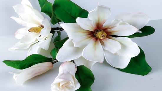 Fiore di Magnolia by Calli Hopper