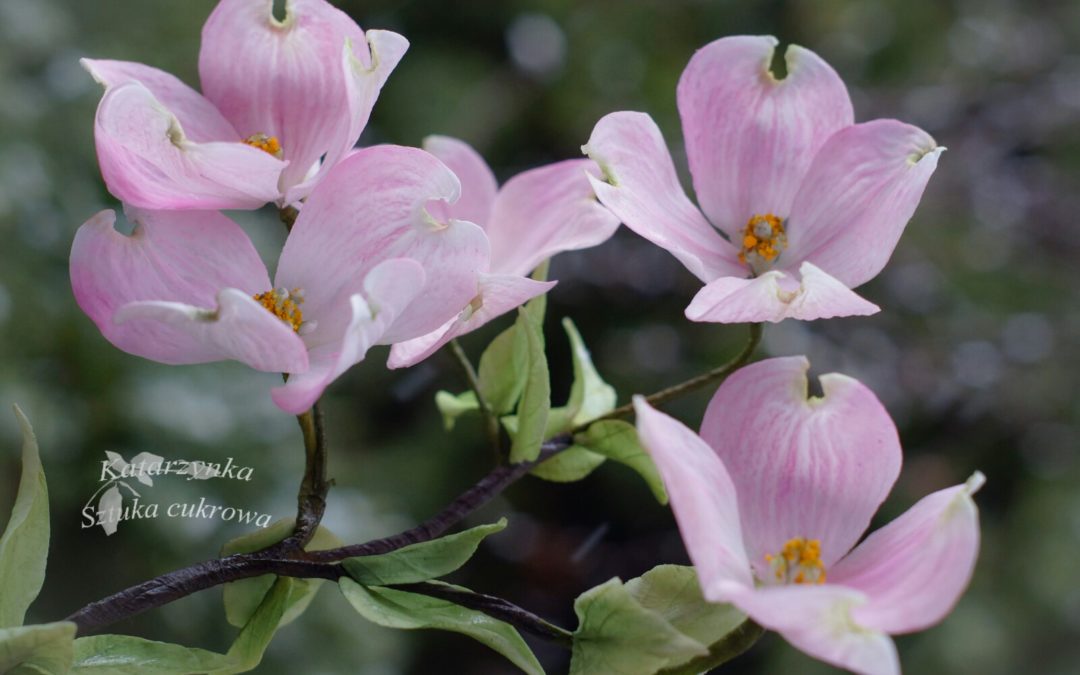 I FIORI DI KATARZYNA KOCZOROWSKA (DI ZUCCHERO!)