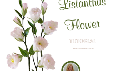 FIORE DI LISIANTO